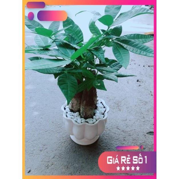 Chậu Kim Ngân 3 Thân Size Lớn