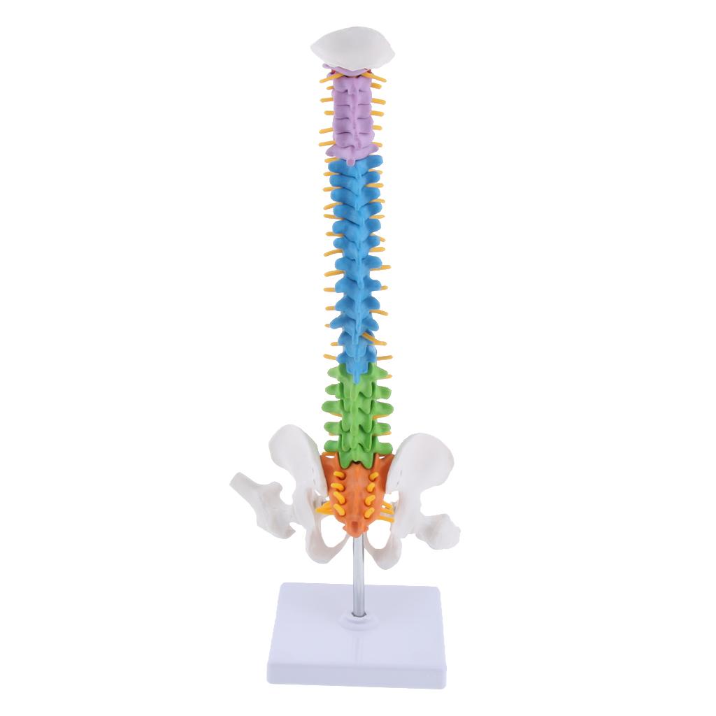 Human Vertebral Column with Pelvis Skeleton Model Medical Anatomical Spine