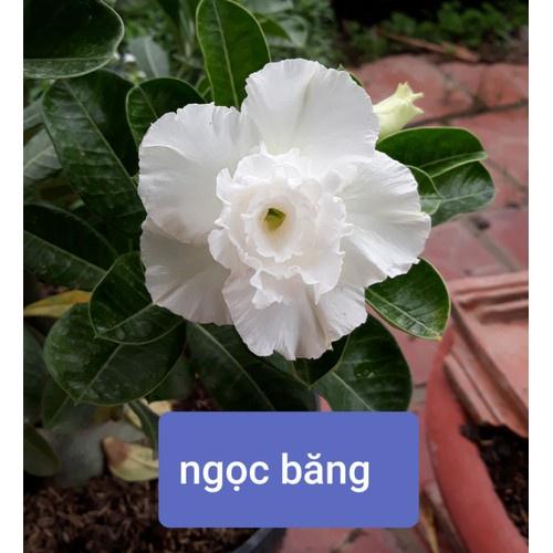CÂY HOA SỨ THÁI CÁNH KÉP " NGỌC BĂNG- TRẮNG " - BẢO HÀNH MẶT HOA KÉP Y ẢNH - cghstcktnb