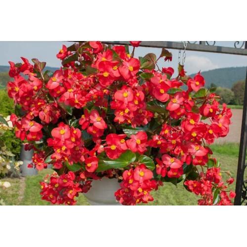 THU HẢI ĐƯỜNG,THU HẢI ĐƯỜNG-CHẬU ĐANG HOA - kh14dl