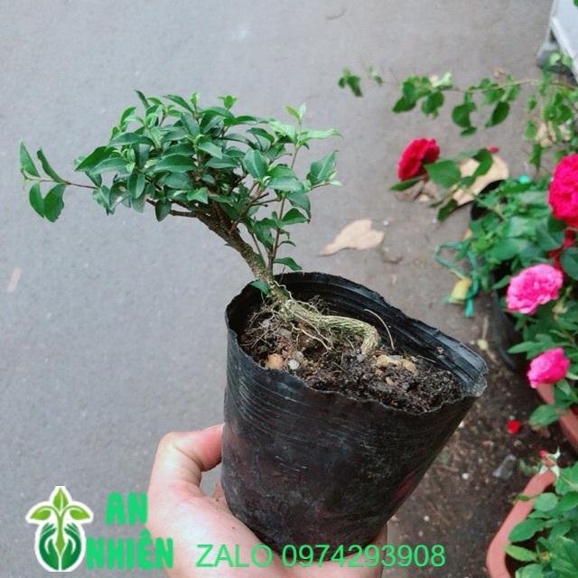Cây Hồng Ngọc Mai Bonsai Mini