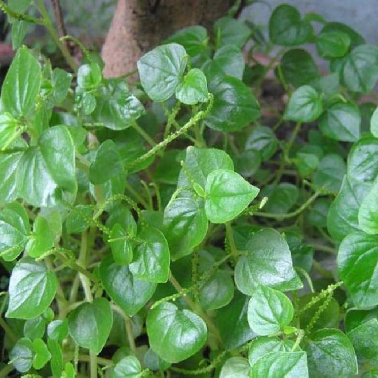 Hạt giống rau càng cua KNS3100 - Gói 0.5gram