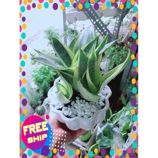 Chậu Lưỡi Hổ Thái Vàng