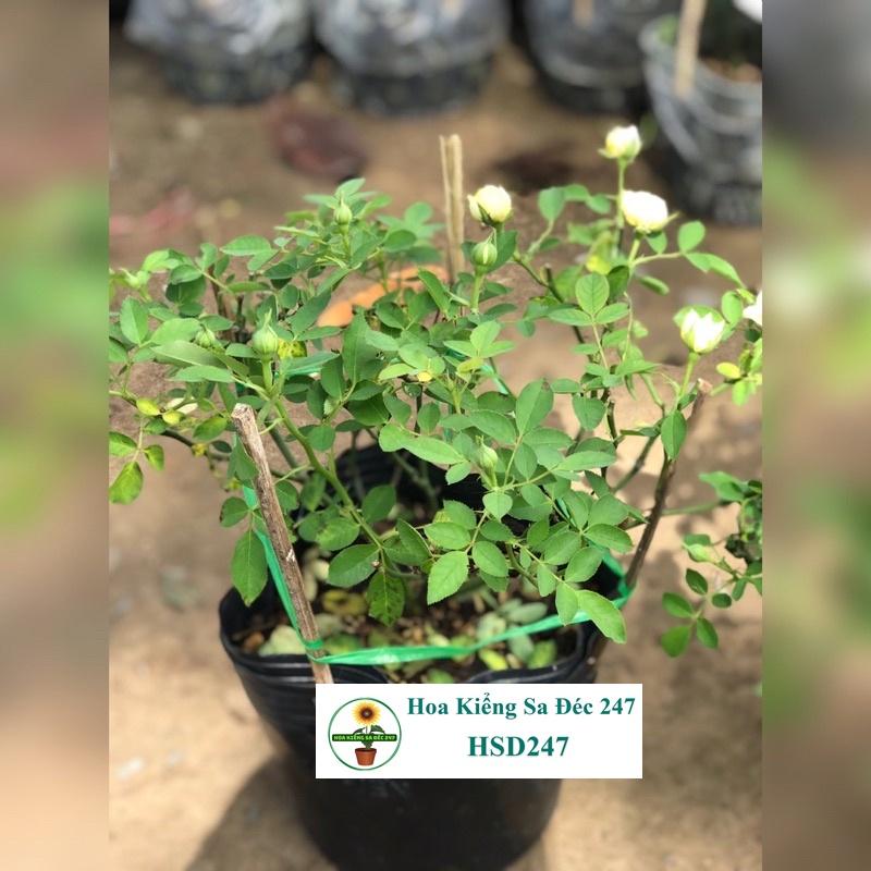 Hoa hồng trứng vàng nhỏ - Tặng phân bón