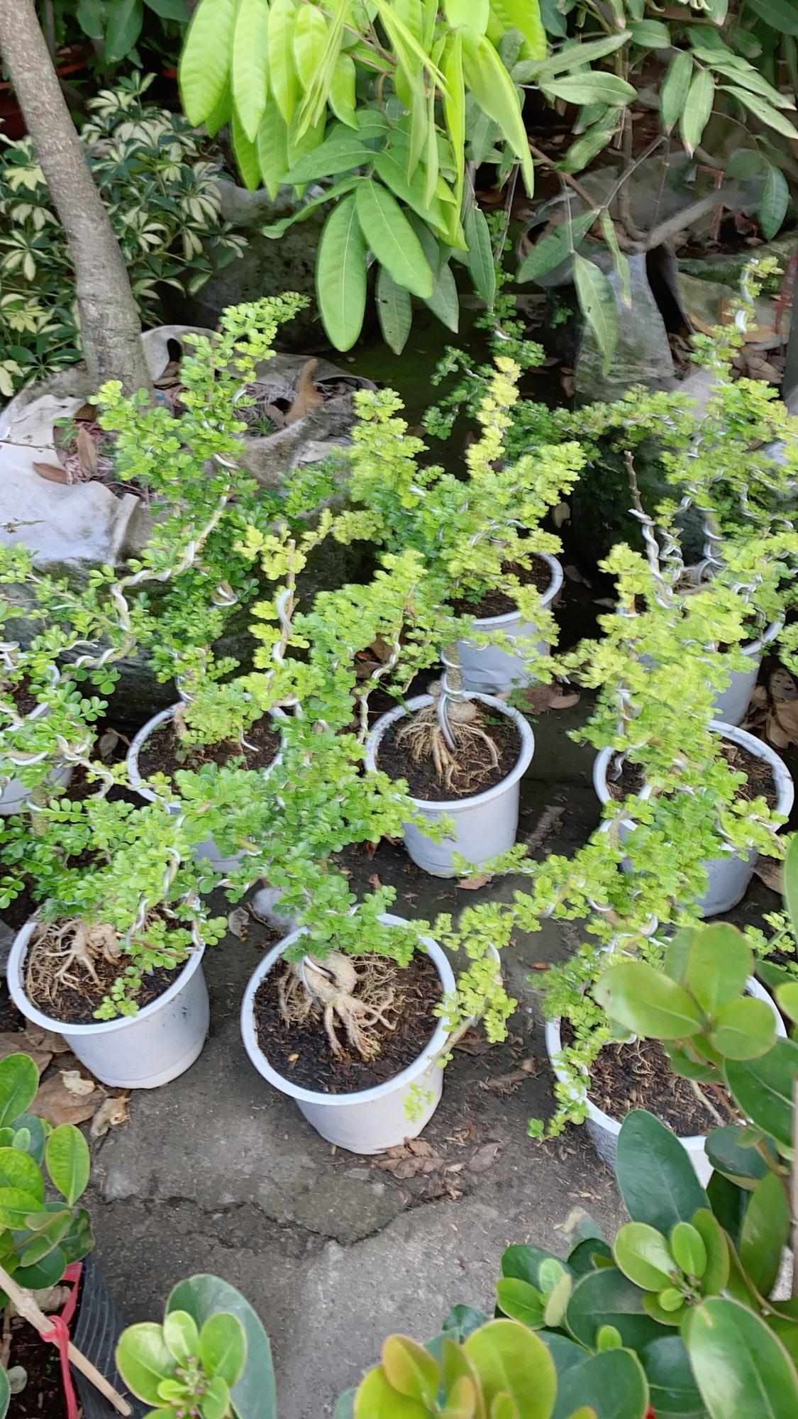 Cây Cần Thăng Bonsai Trung