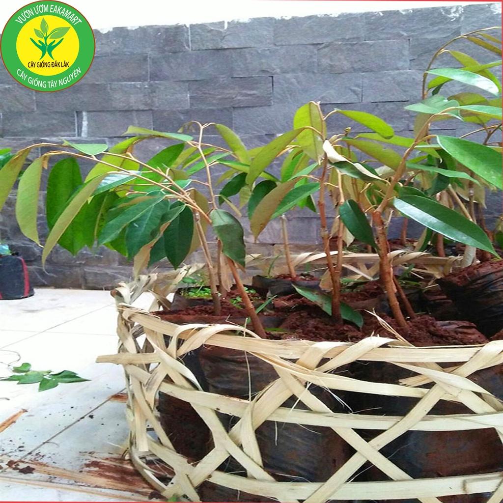 Cây sầu riêng ruột đỏ