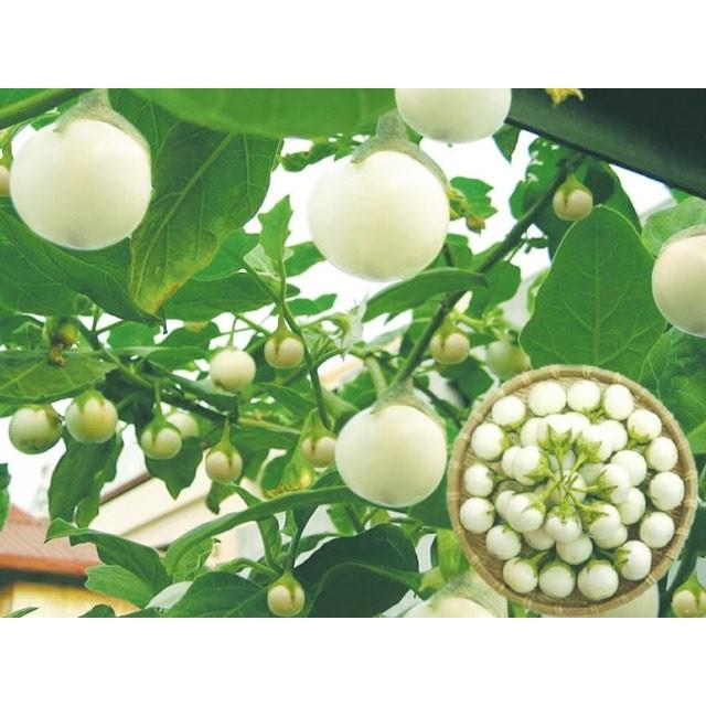 Hạt Giống Cà Pháo Trắng F1 Cao Sản - Phú Nông Seeds - Shop Phân Bón và Hạt Giống