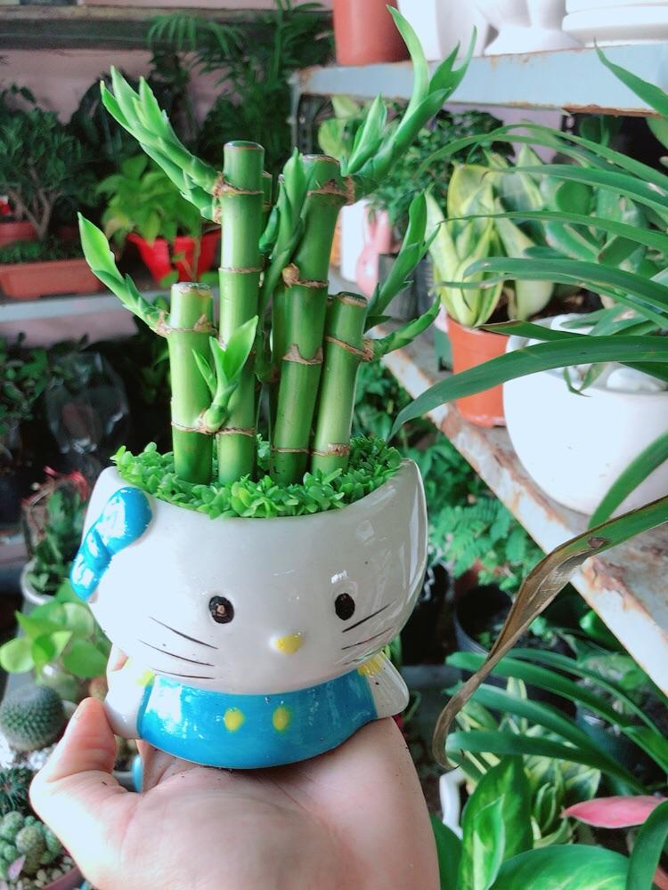 Chậu Trúc Phát Tài