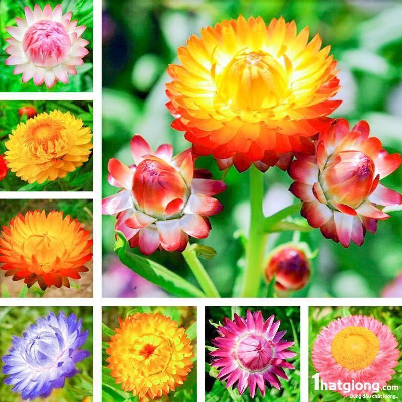 Combo 9 gói hạt giống hoa cúc dễ trồng - tặng 1 kích mầm hạt