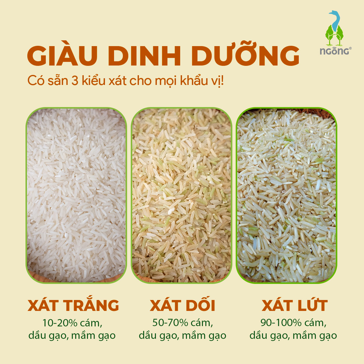 Gạo Ngỗng Sinh Thái ST25 Xát Trắng 3kg