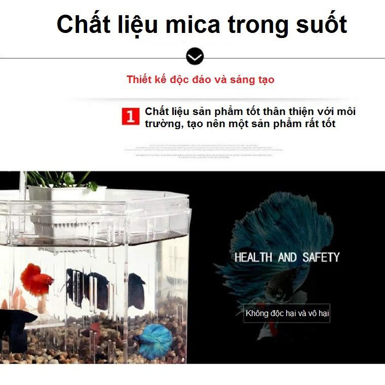 Bể nuôi cá chọi betta 4 ngăn trong suốt