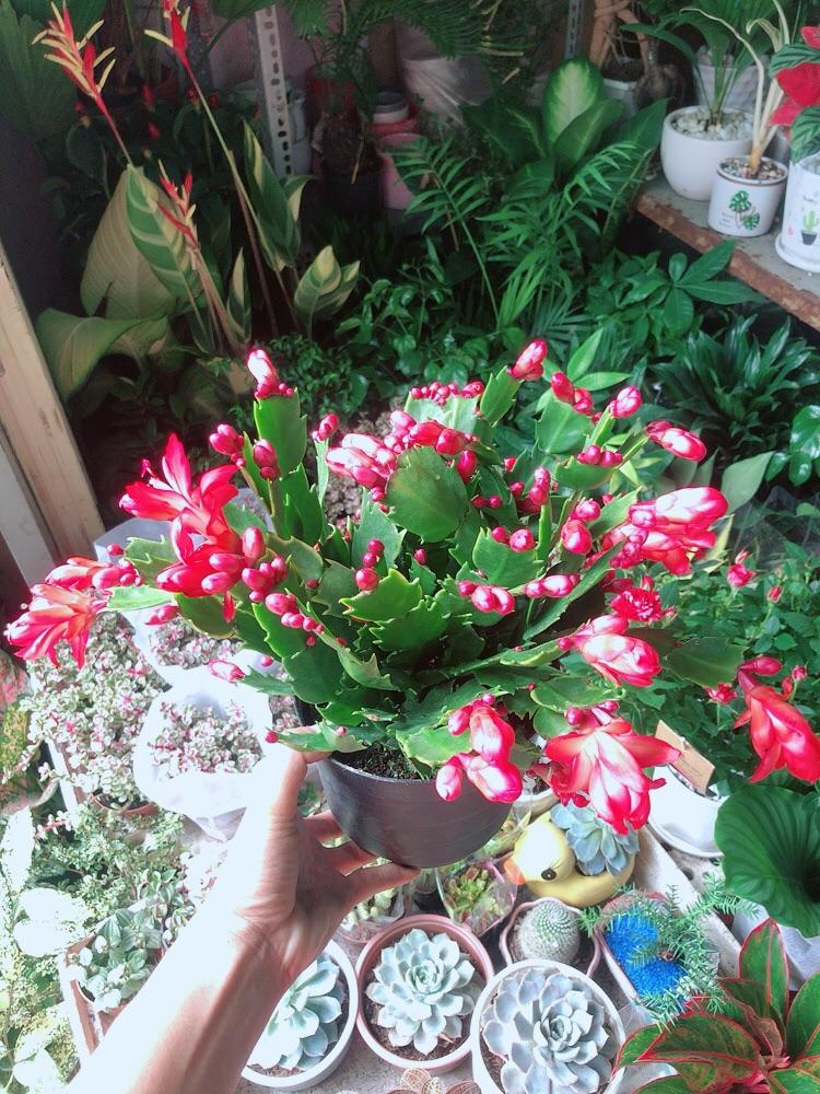 Chậu Cây Càng Cua