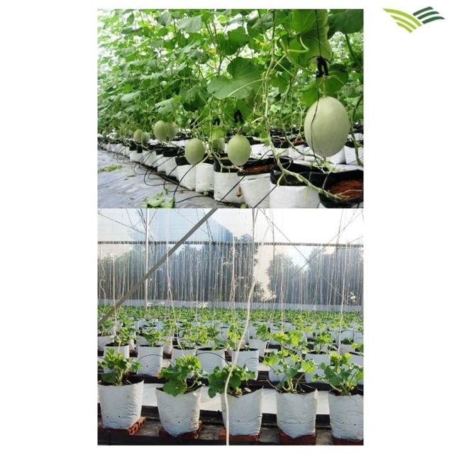 1kg túi trồng cây 2 Da Trắng + Đen trồng cây