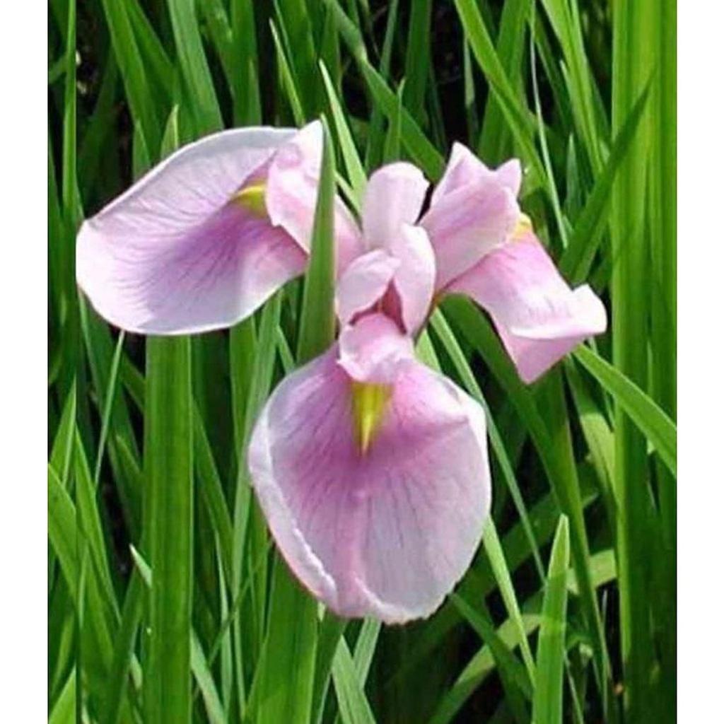 Hạt Giống Hoa Diễn Vĩ Hồng -