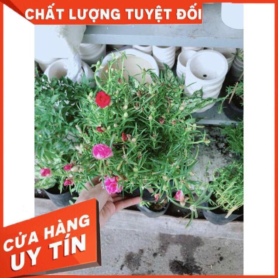 Hoa mười giờ mỹ Nhiều Người Mua