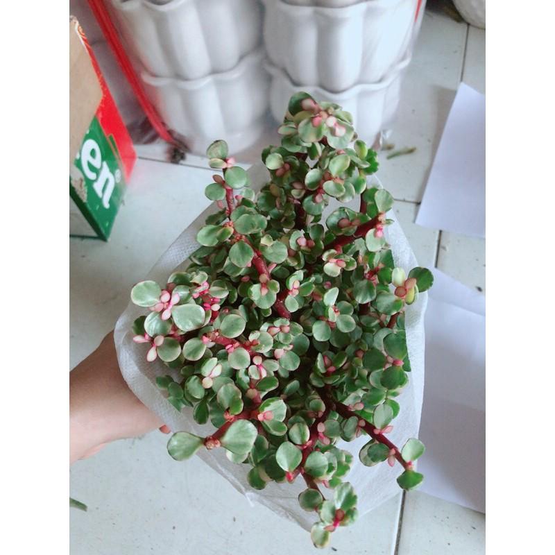 Cây Cành Vàng Lá Ngọc