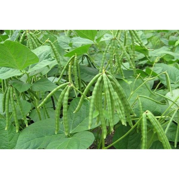 Hạt giống đậu đen xanh lòng - Gói 100gr
