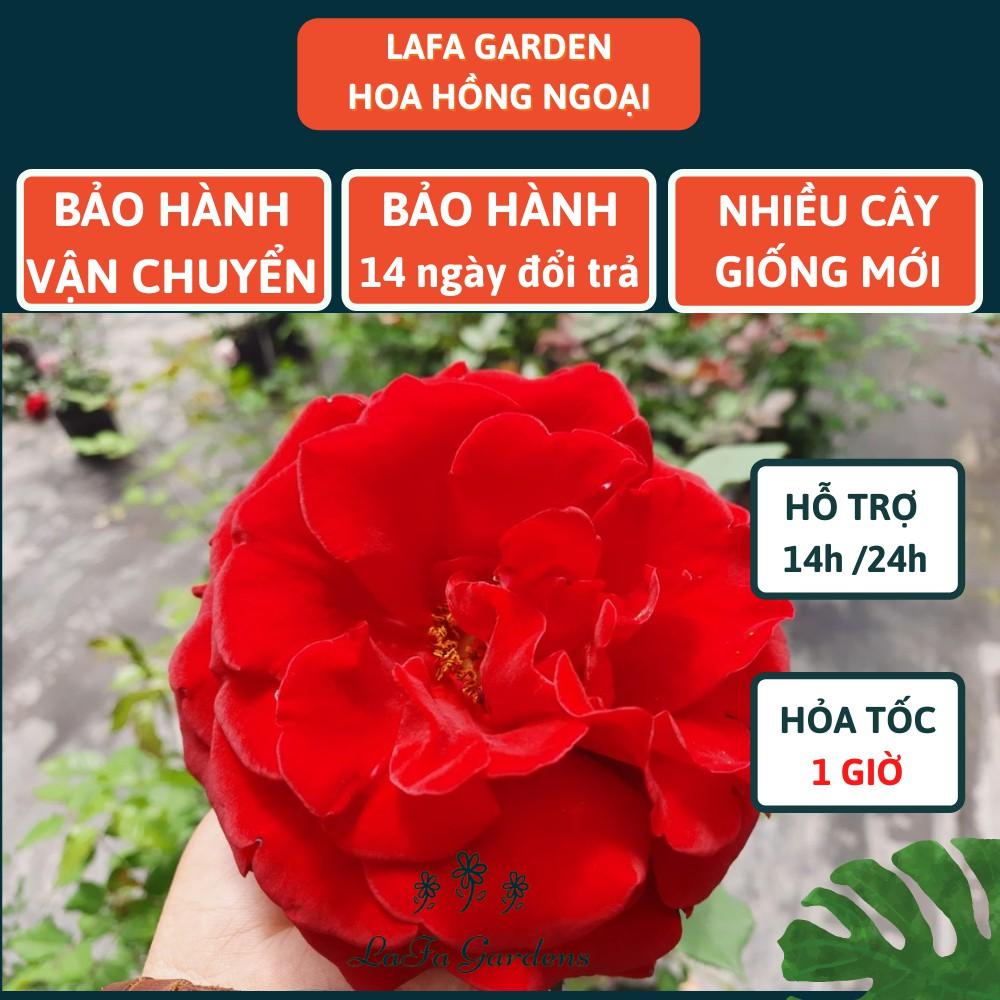 Hoa hồng leo LAFA GARDEN cao 45-60cm, cây có bầu đất khỏe, tặng kèm phân bón hữu cơ ECO ROOT, Combo phân bón hoa hồng