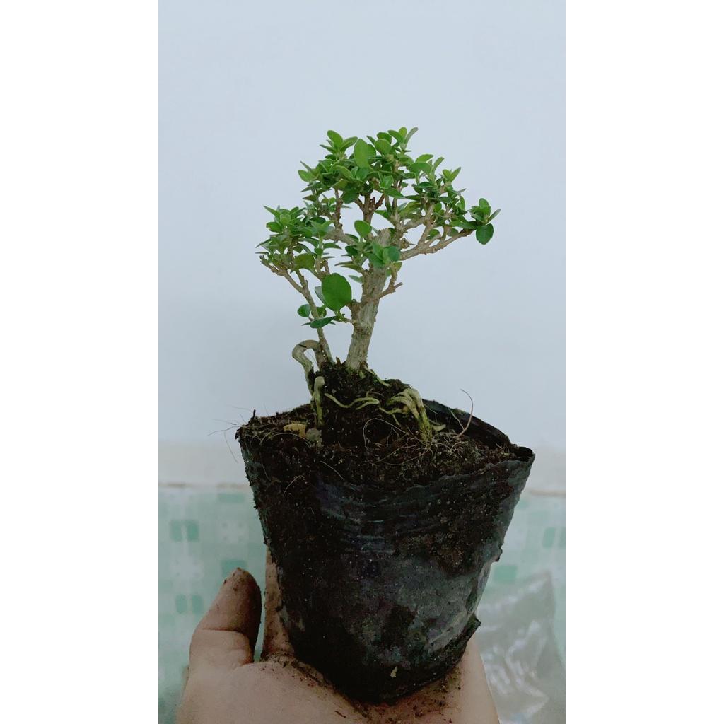 Cây Sam Hương Bonsai Mini