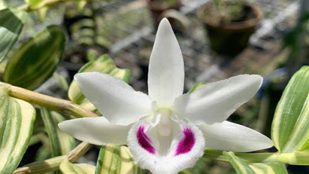 Phi điệp đột biến, phi điệp 5 cánh trắng, phi điệp 5 cánh trắng Người đẹp bình dương, cây đẹp khỏe ấm chậu