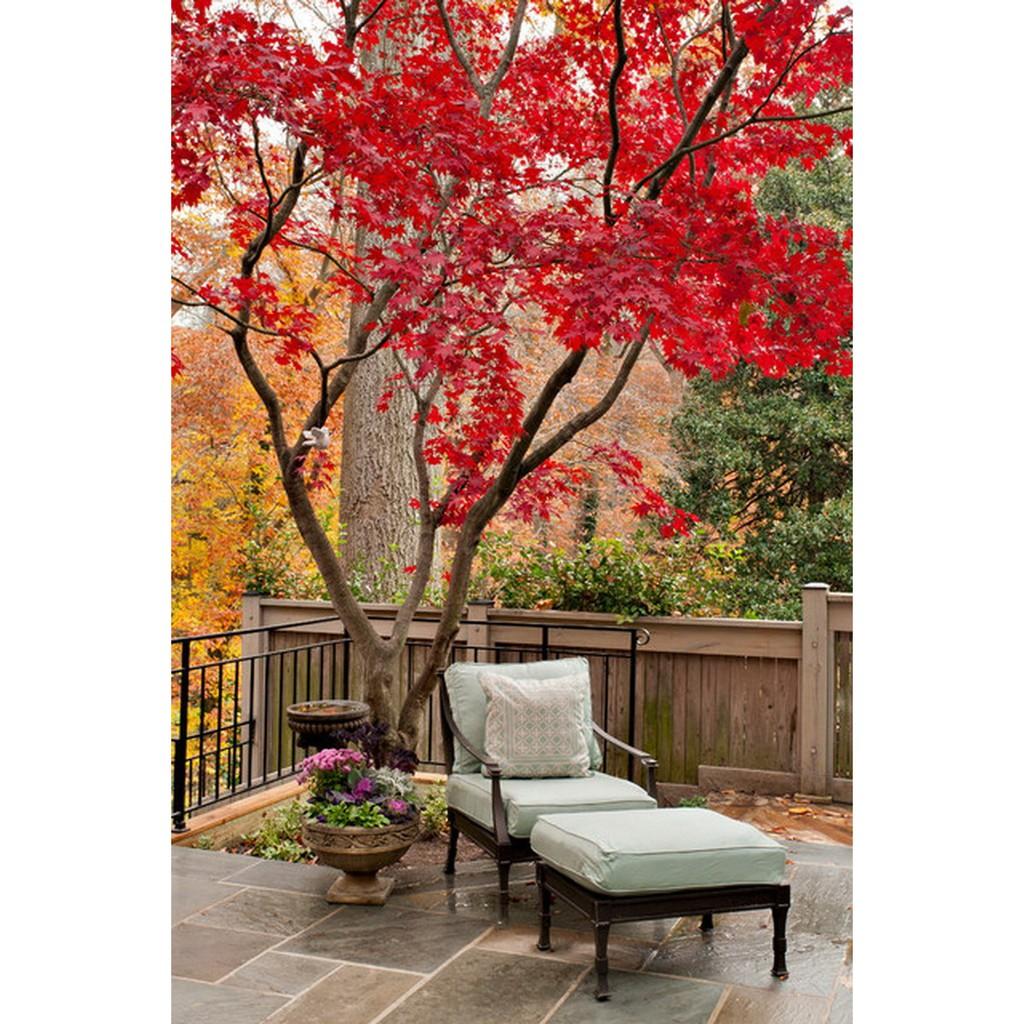 Hạt giống cây phong lá đỏ - 1 gói 10 hạt/Kèm 1 gói kích thích hạt nảy mầm