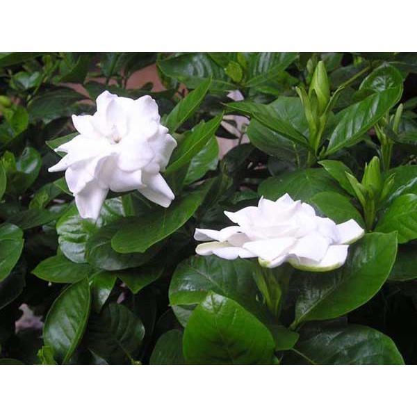 Cây hoa bạch thiên hương cao 50 - 60 cm đang nụ hoa