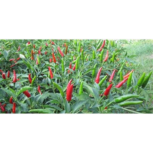500 HẠT GIỐNG ỚT CHỈ THIÊN SIÊU SAI QUẢ TẶNG 1 GÓI KÍCH MẦM