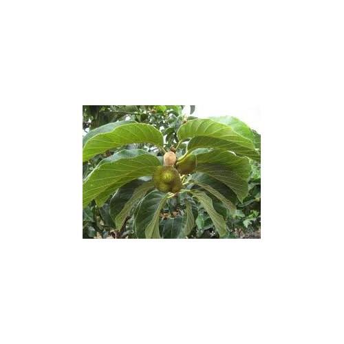 CÂY CHAY GIỐNG SIÊU QUẢ SIÊU NĂNG SUẤT- CAM KÊT GIỐNG CHUẨN F1 - CCGSQSNS