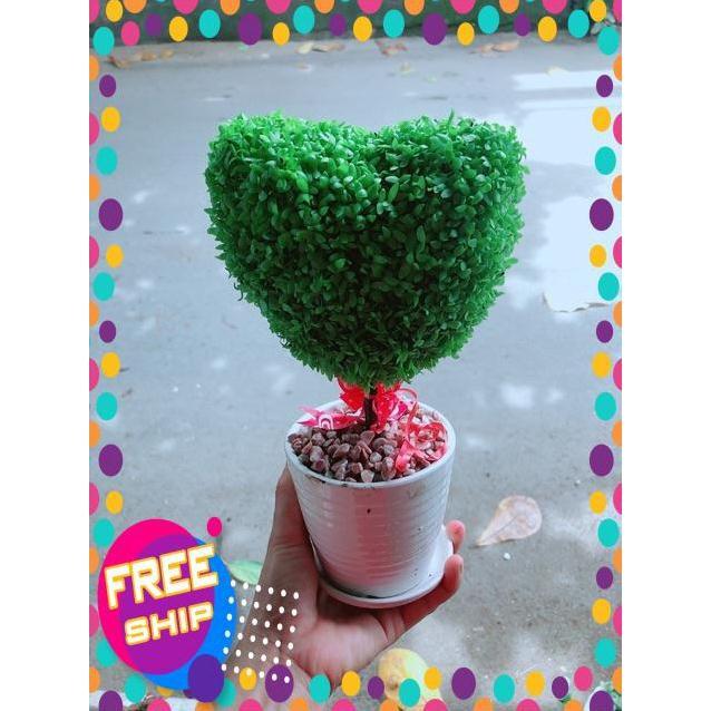Chậu Cây May Mắn Trái Tim