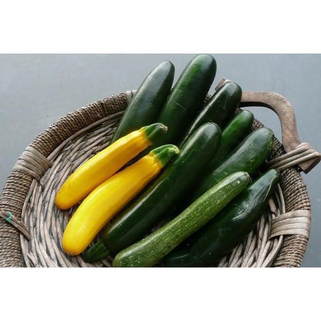 BỘ HẠT GIỐNG BÍ NGÒI XANH VÀ BÍ NGÒI VÀNG + SP HỖ TRỢ