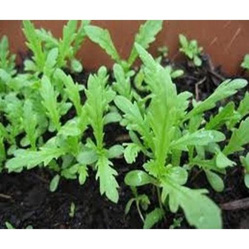 Hạt giống Rau Tần Ô nếp , đóng gói 20gr