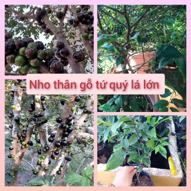 Nho thân gỗ tứ quý lá lớn