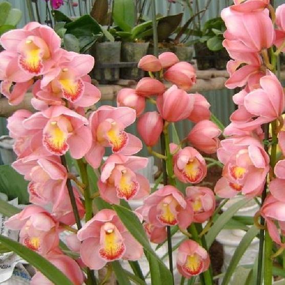 1 Củ giống hoa địa lan santo hoa màu hồng