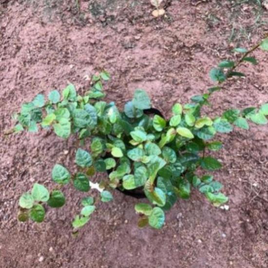 CÂY VẢY ỐC TRỒNG BỊCH ĐEN NHIỀU NGỌN SUM SUÊ DÀI 15-20CM CÂY SỐNG KHỎE THÍCH HỢP LÀM CÂY LEO BÁM