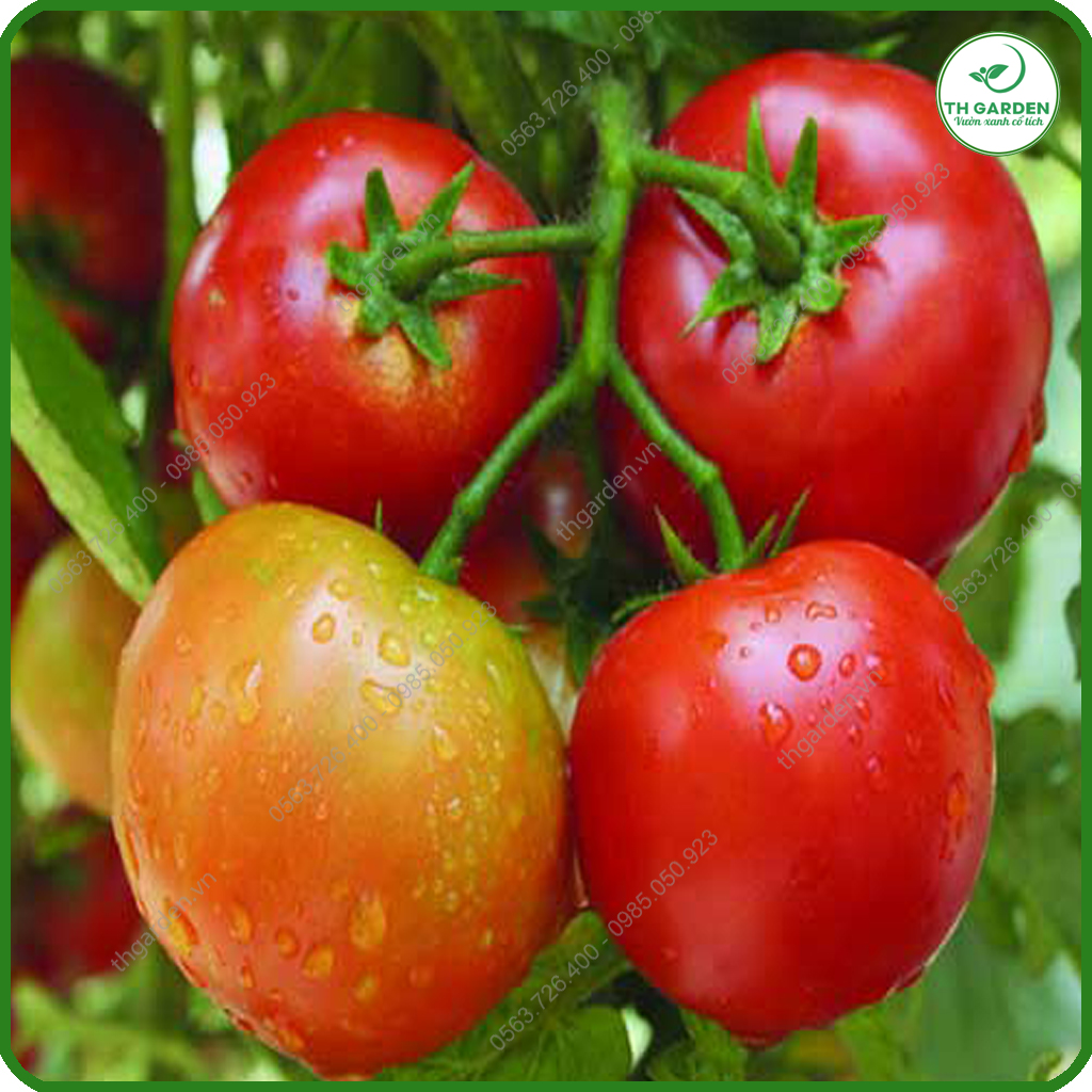 Hạt Giống Cà Chua Chịu Nhiệt F1 Ngon Quả To - Giàu Dinh Dưỡng - Năng Suất Cao - Hạt Giống Dễ Trồng Dễ Chăm Sóc