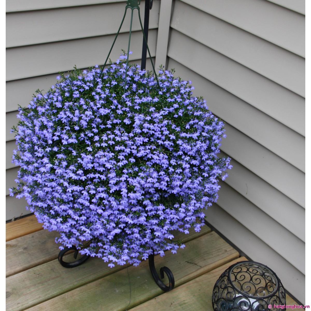 Bộ 1 gói hạt giống cúc lobelia 