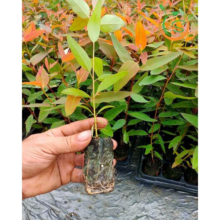 Cây giống Bạch Đàn