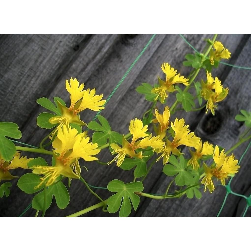 Hạt giống hoa dây leo cánh phượng - gói 4 hạt