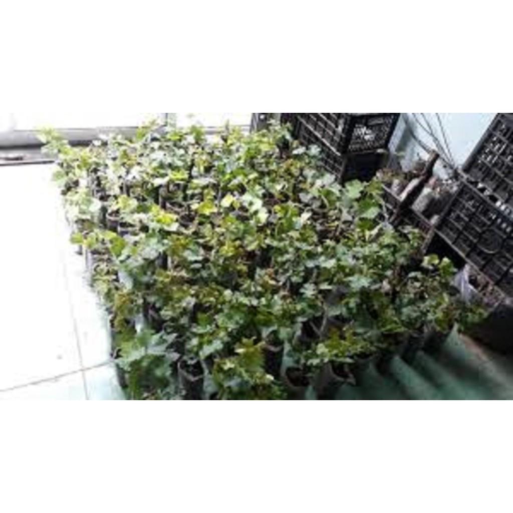 Cây NHO NINH THUẬN - Hàng cây giống chuẩn F1