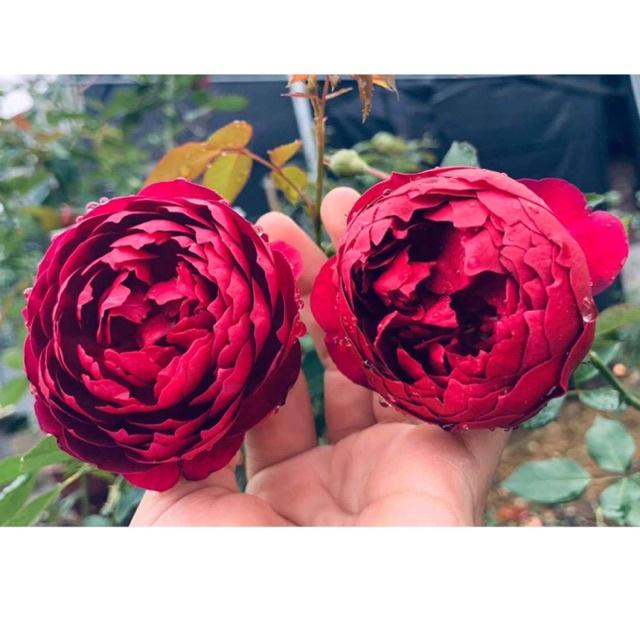 Hoa hồng ngoại Autunm Rouge Rose ( hồng nhật ) - hồng bụi, hoa thơm