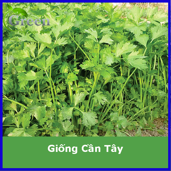 Hạt Giống Cần Tây Thera Chịu Nhiệt, Thơm Ngon (KVX.005)