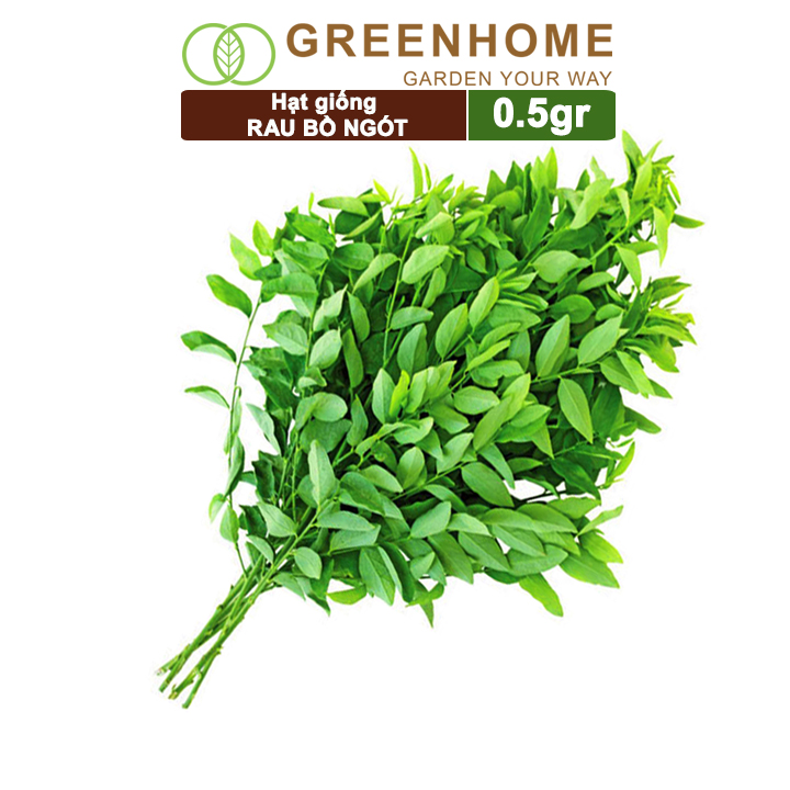 Hạt Giống Rau Bồ Ngót Greenhome, Gói 0,5gr, Dễ Trồng, Dinh Dưỡng, Năng Suất Cao R18