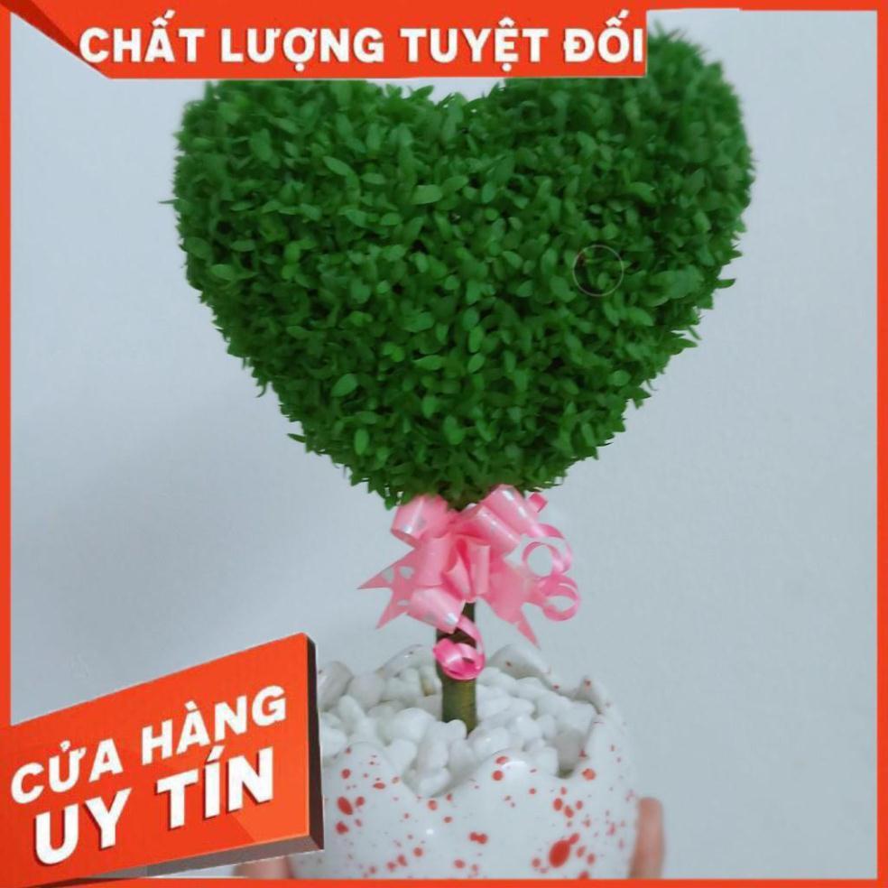 Chậu cây may mắn trái tim Nhiều Người Mua