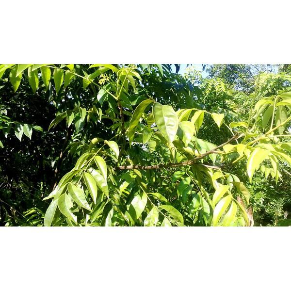 Combo 2 cây giống mắc mật