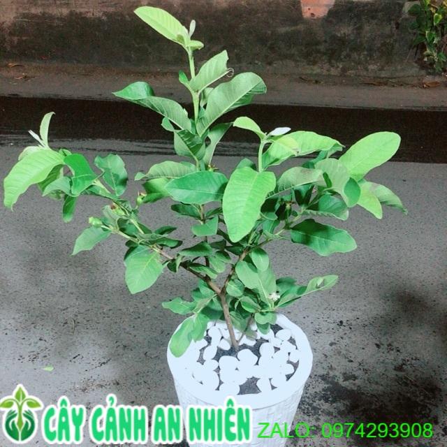 Chậu Cây Ổi Cho Sai Trái