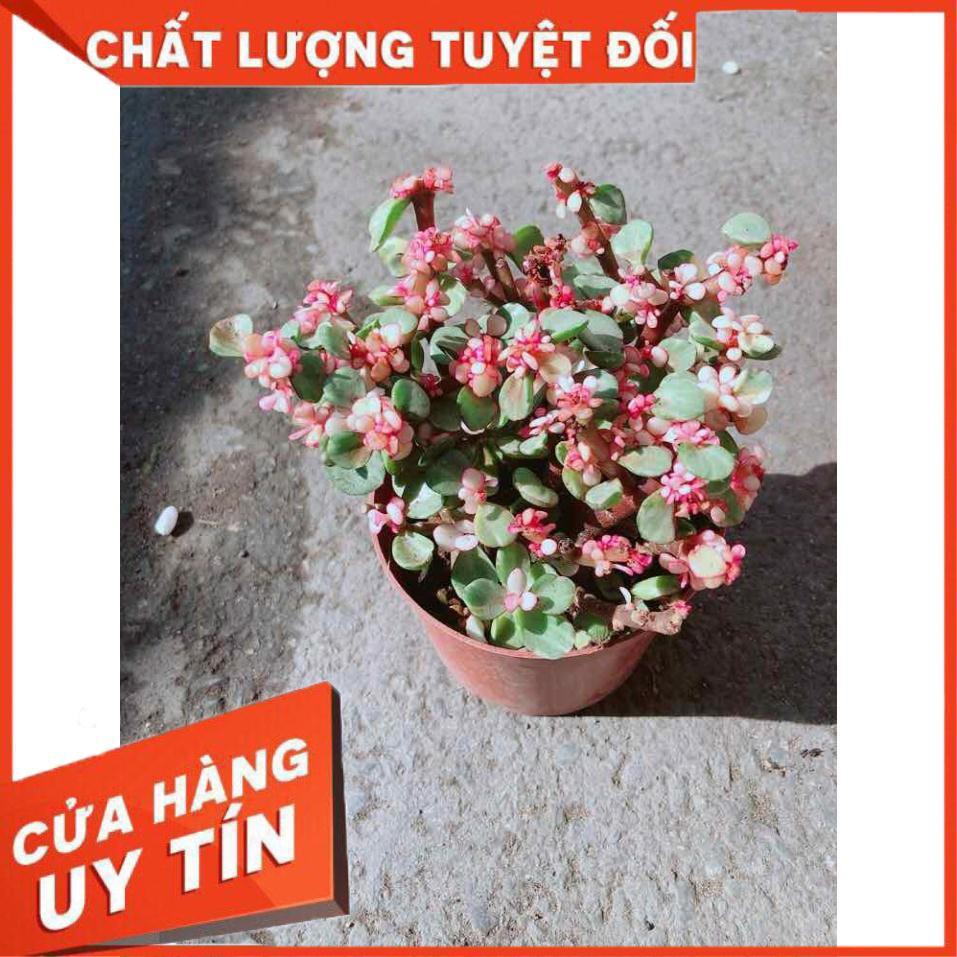 Đô La Hồng Nhiều Người Mua