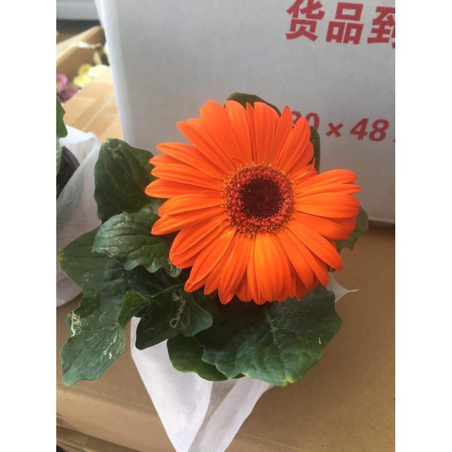 CHẬU HOA ĐỒNG TIỀN LÙN HÀ LAN, ĐỦ MẶT HOA