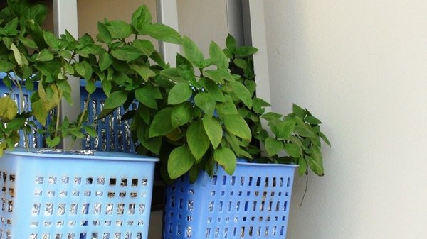 Hạt giống rau gia vị húng quế 1