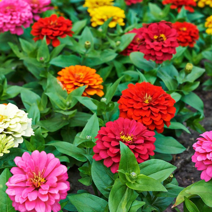 Hạt giống hoa cúc ngũ sắc Zinnia VTP73
