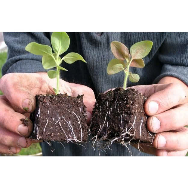 Kích rễ cực mạnh ngăn ngừa đen rễ, thối rễ, vàng lá do nghẹt rễ